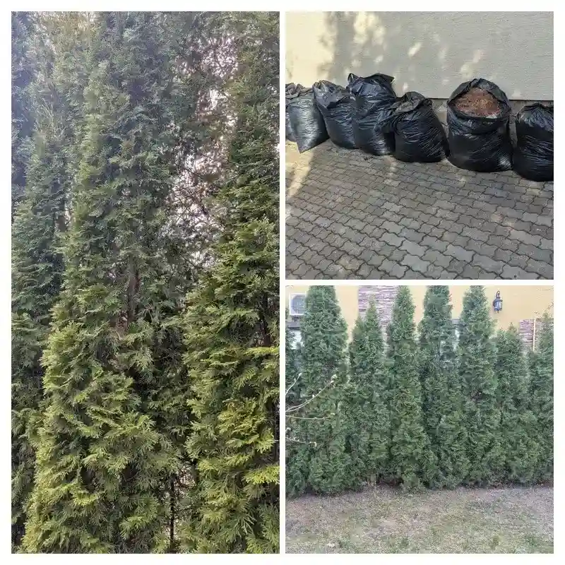 Восстановление туй в г. Серпухов
